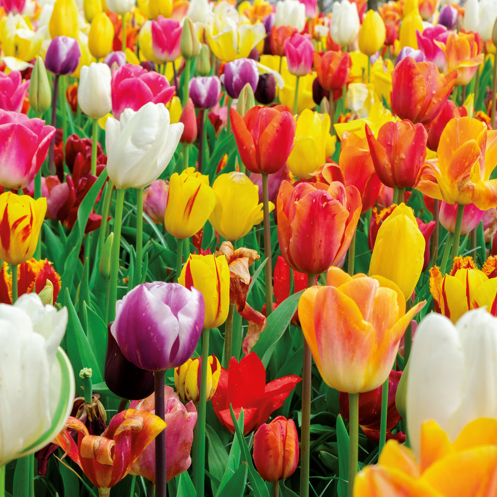 Weitere Ansicht: Blumen / Flowers 2027