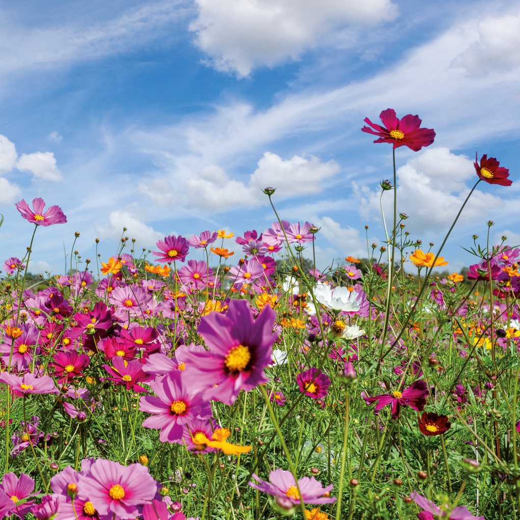 Weitere Ansicht: Blumen / Flowers 2027