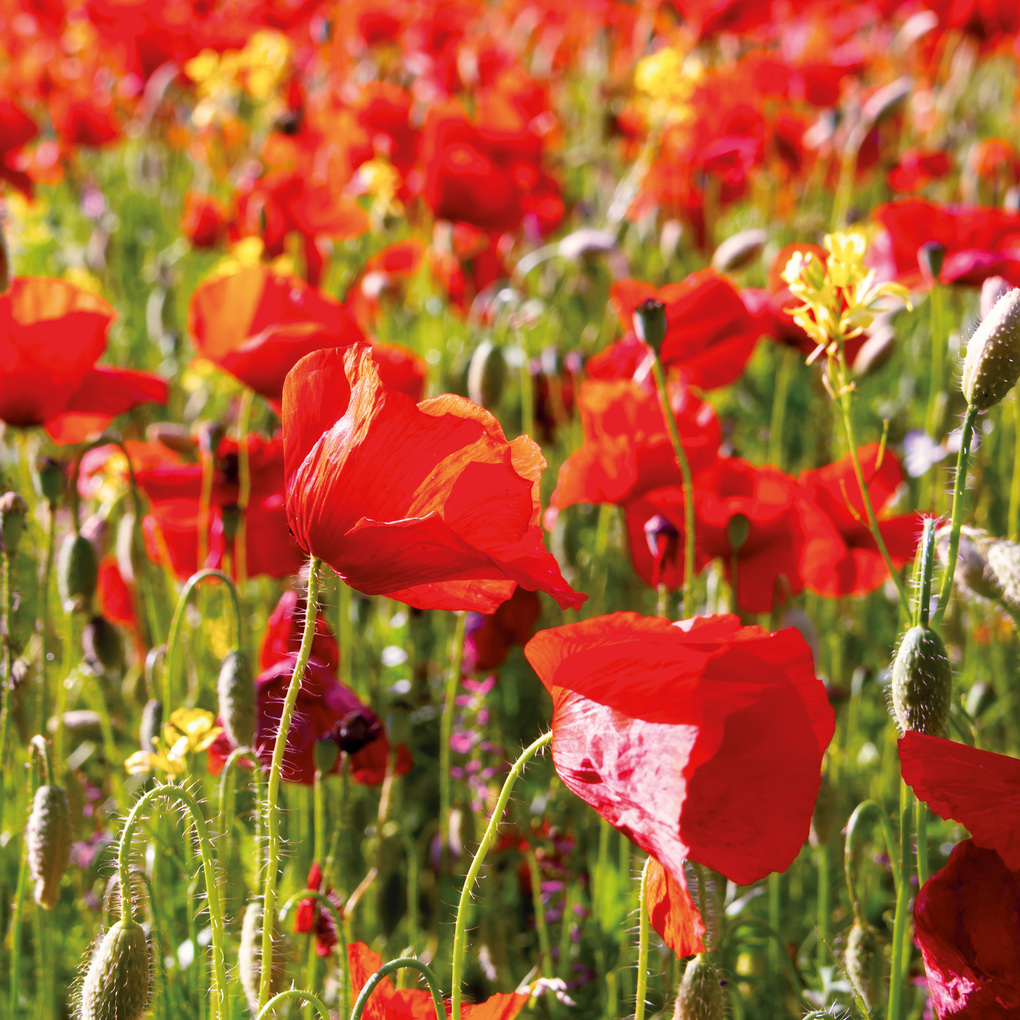 Weitere Ansicht: Blumen / Flowers 2027