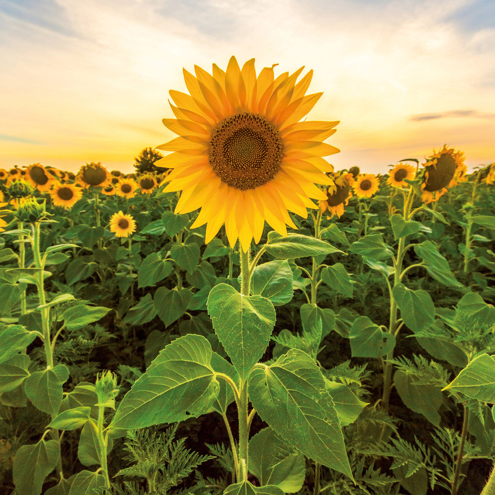 Weitere Ansicht: Blumen / Flowers 2027
