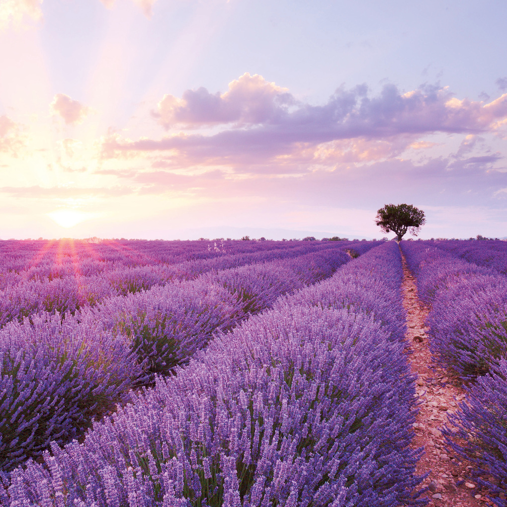 Weitere Ansicht: Blumen / Flowers 2027