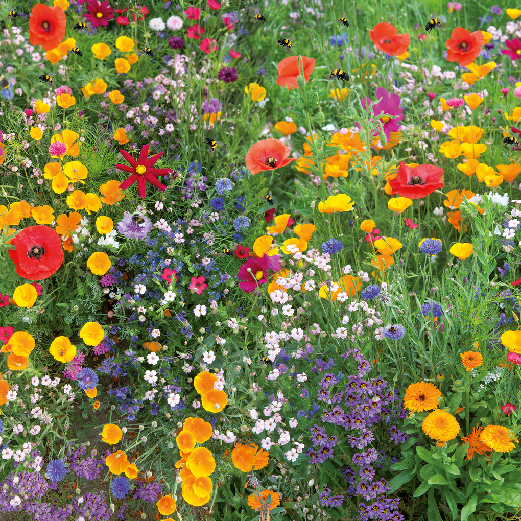 Weitere Ansicht: Blumen / Flowers 2027