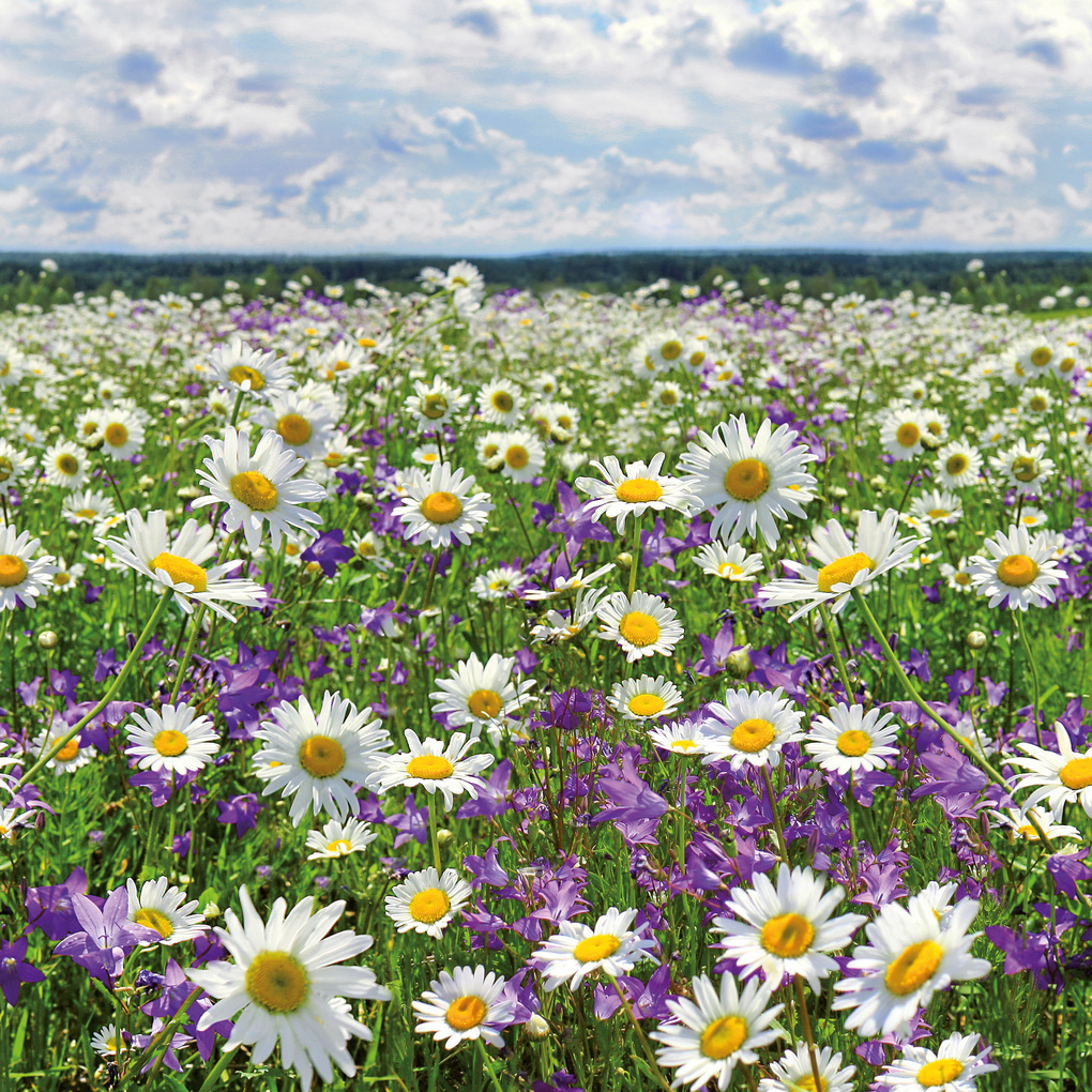 Weitere Ansicht: Blumen / Flowers 2027