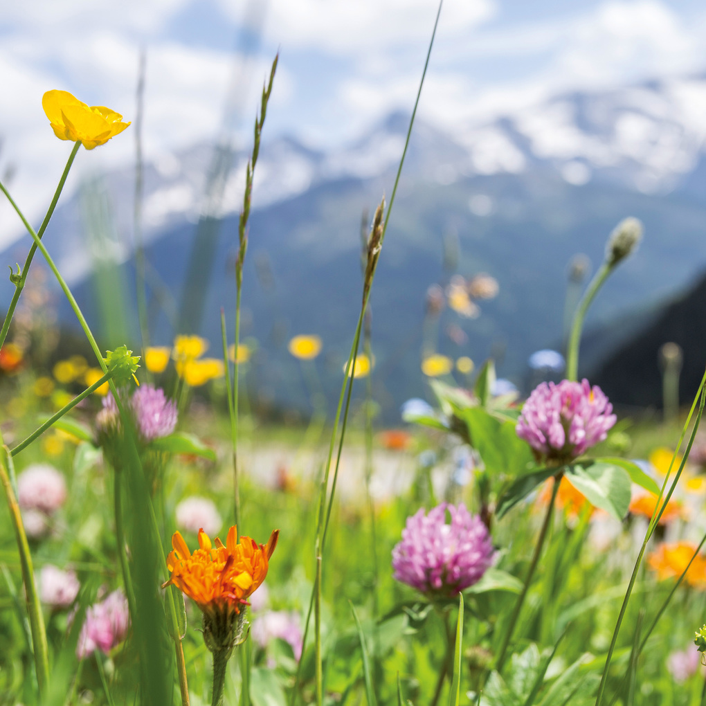 Weitere Ansicht: Blumen / Flowers 2027