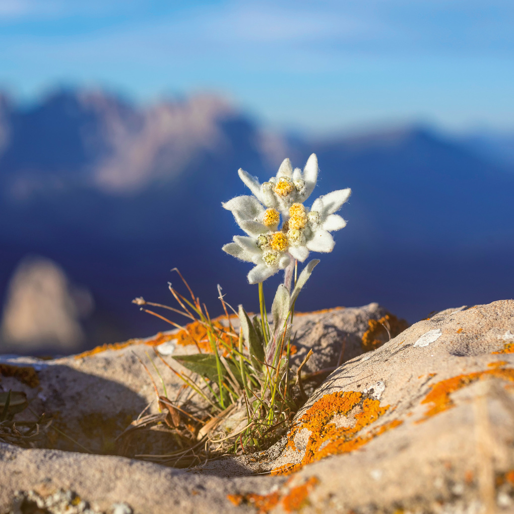 Weitere Ansicht: Blumen / Flowers 2027