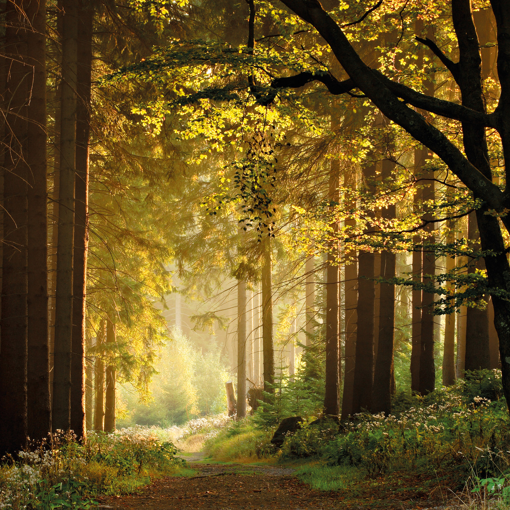 Weitere Ansicht: Unser Wald / Forest Nature 2027