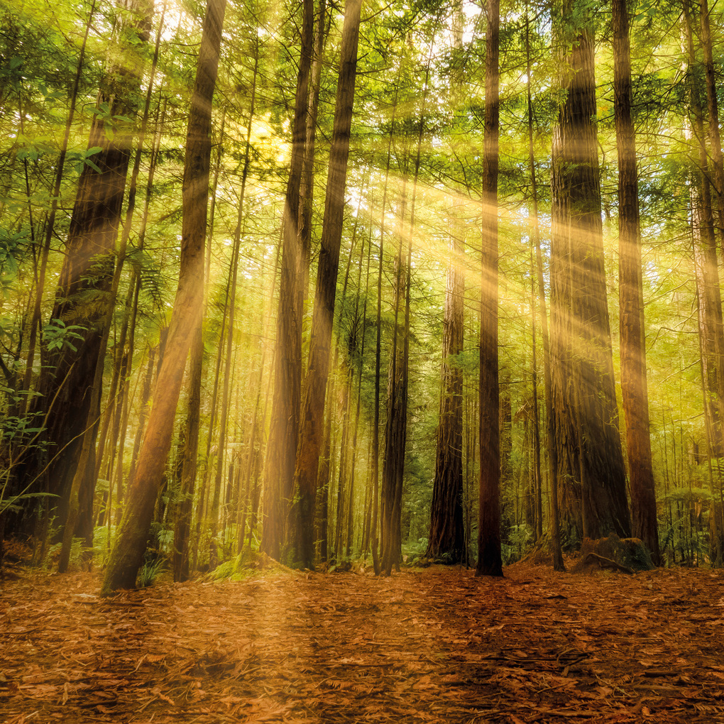 Weitere Ansicht: Unser Wald / Forest Nature 2027