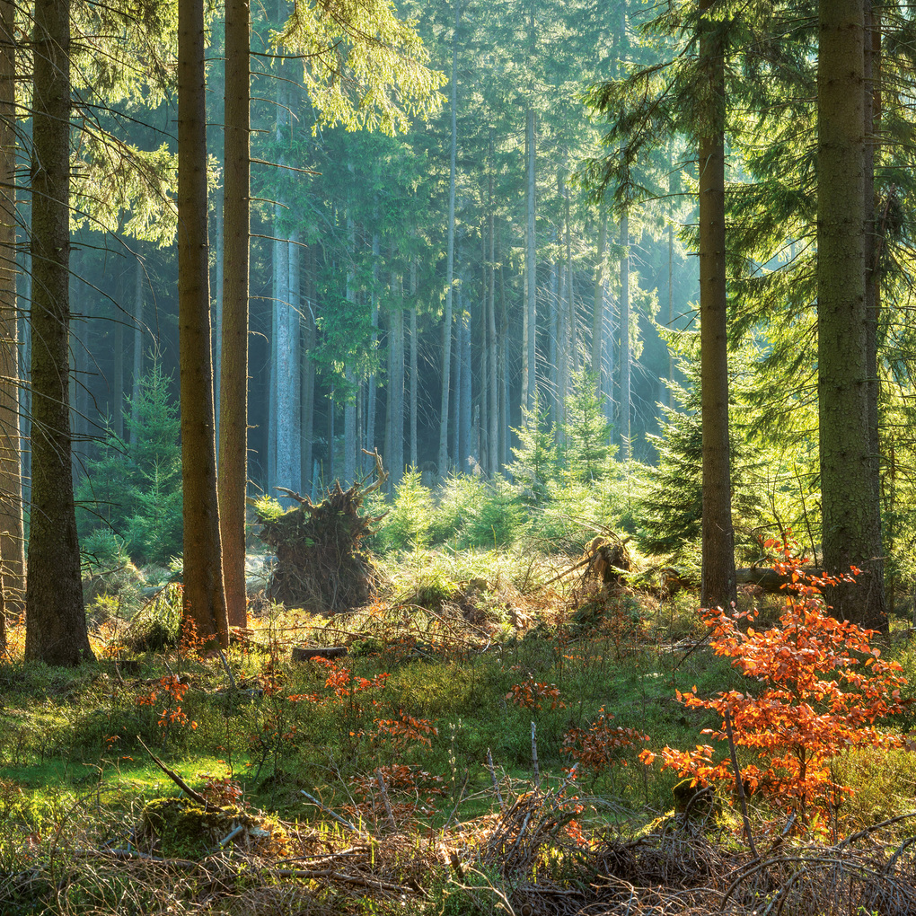 Weitere Ansicht: Unser Wald / Forest Nature 2027