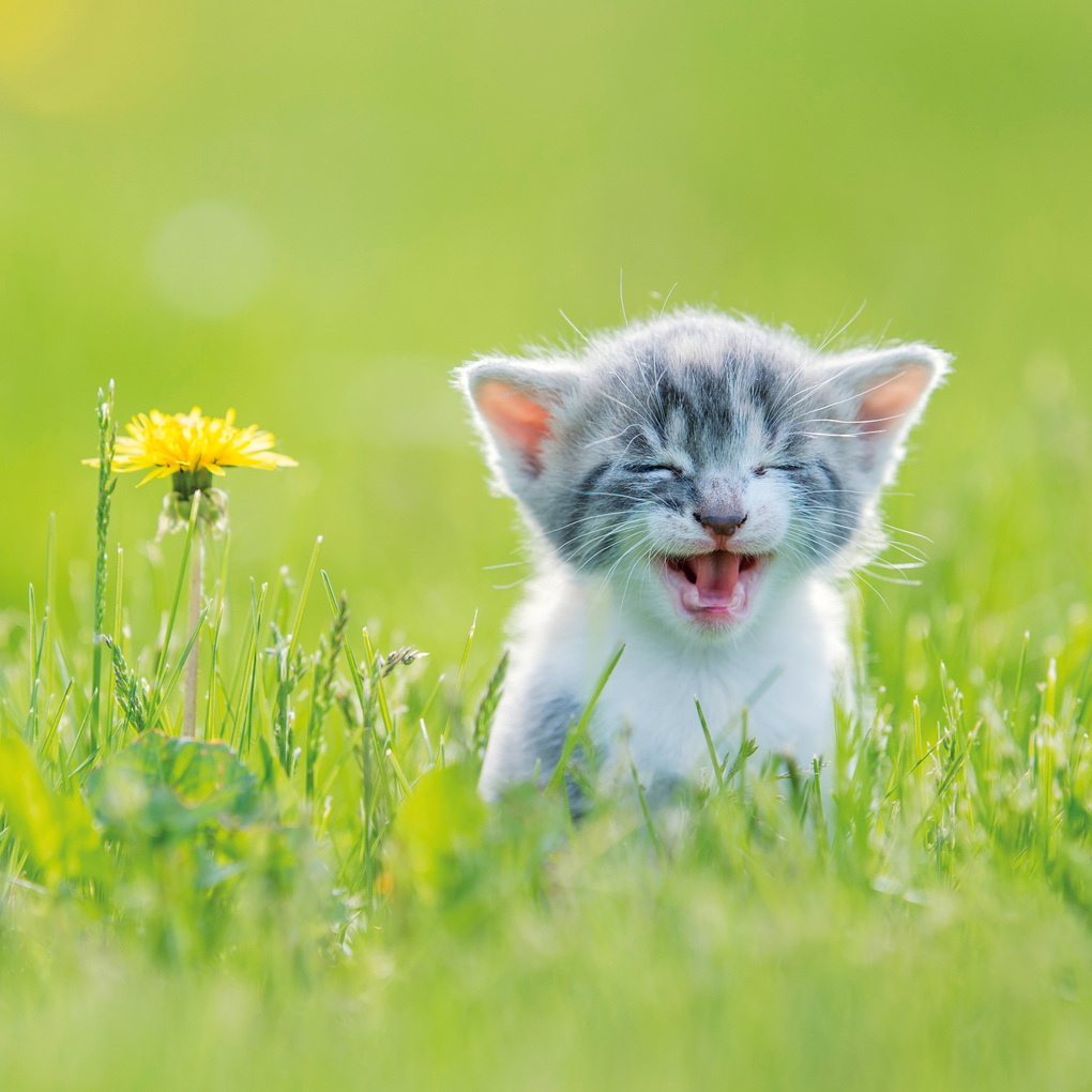 Weitere Ansicht: Katzen / Cats 2027