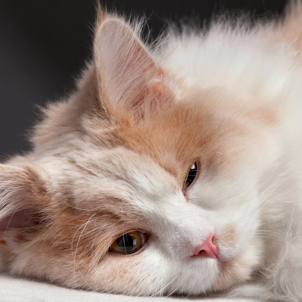 Weitere Ansicht: Katzen / Cats 2027