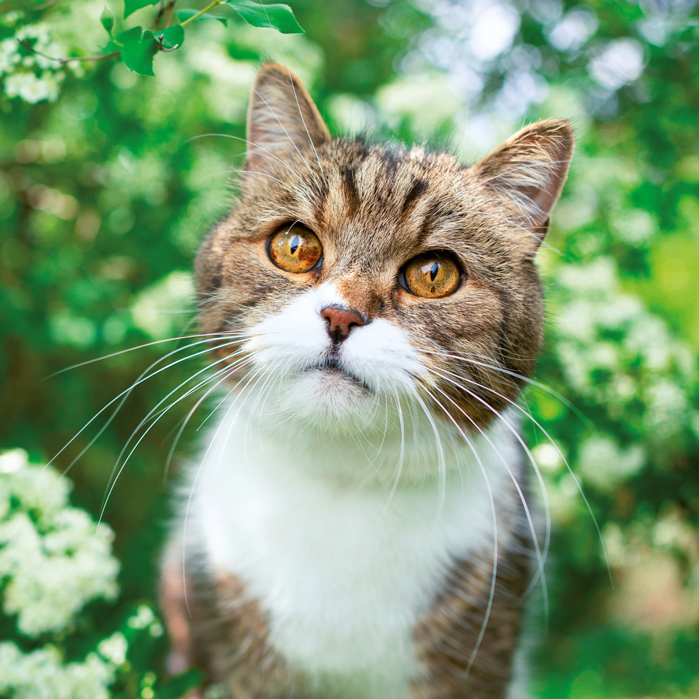 Weitere Ansicht: Katzen / Cats 2027