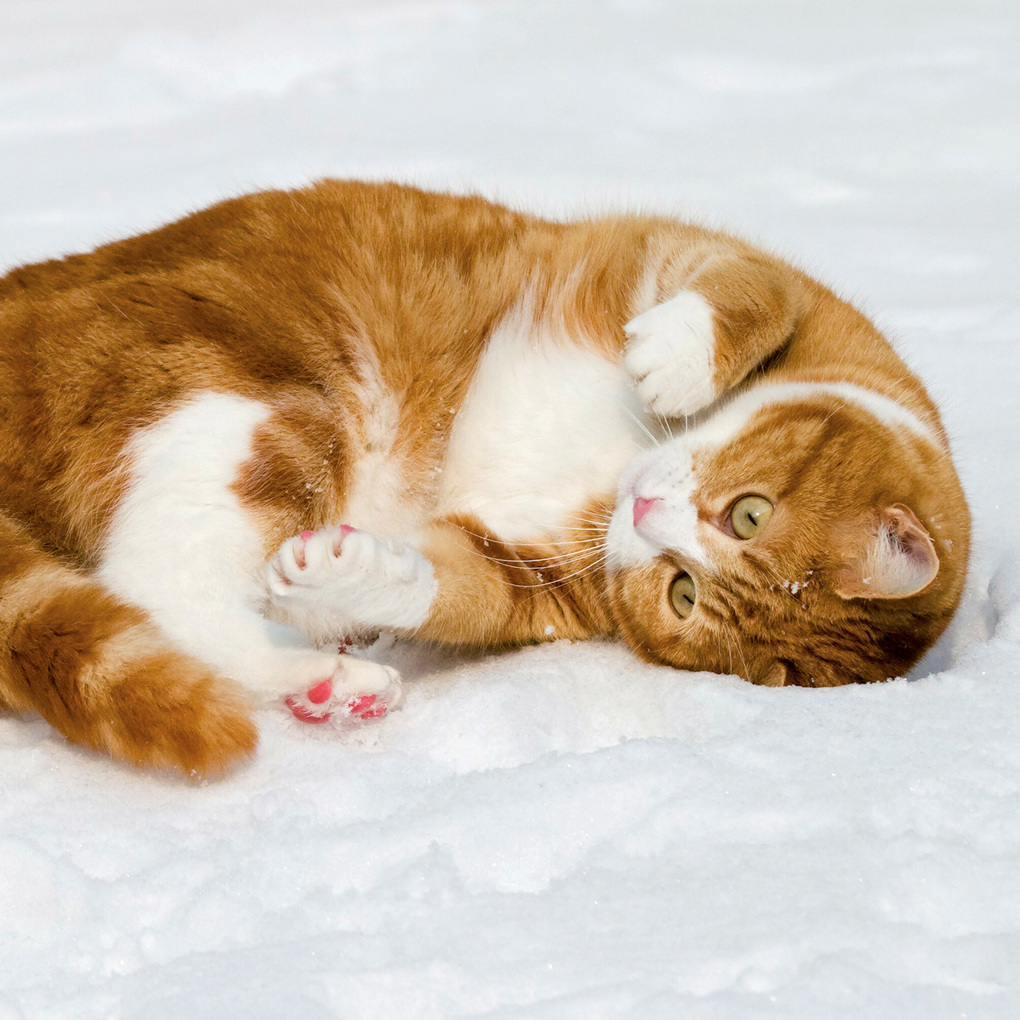 Weitere Ansicht: Katzen / Cats 2027