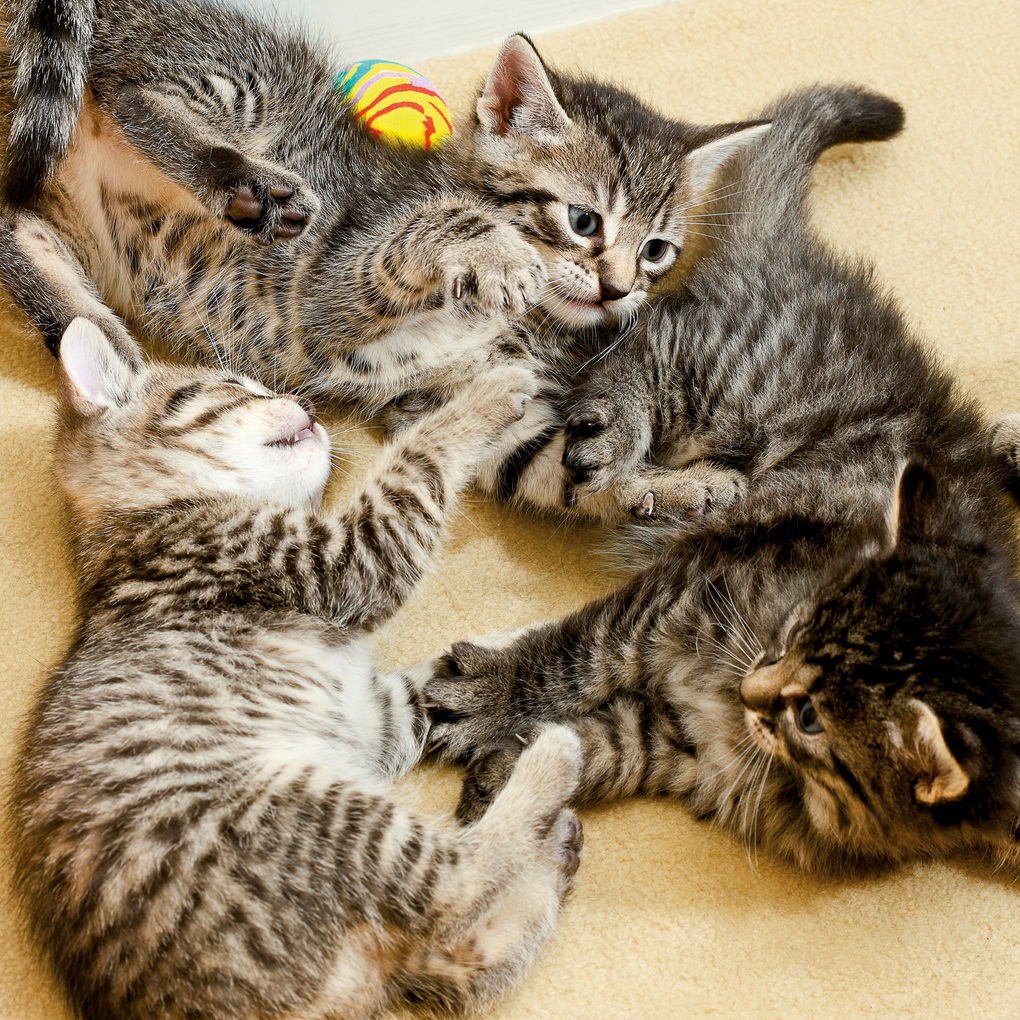Weitere Ansicht: Katzen / Cats 2027