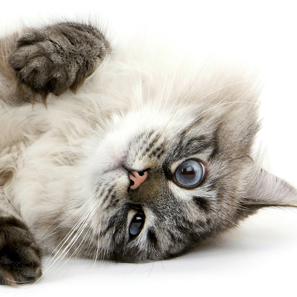 Weitere Ansicht: Katzen / Cats 2027