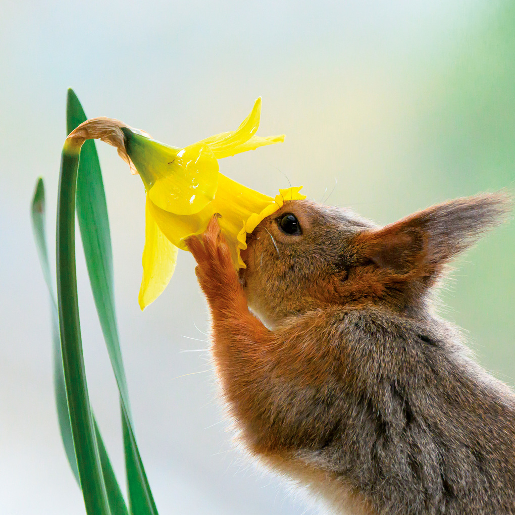 Weitere Ansicht: Eichhörnchen / Squirrels 2027