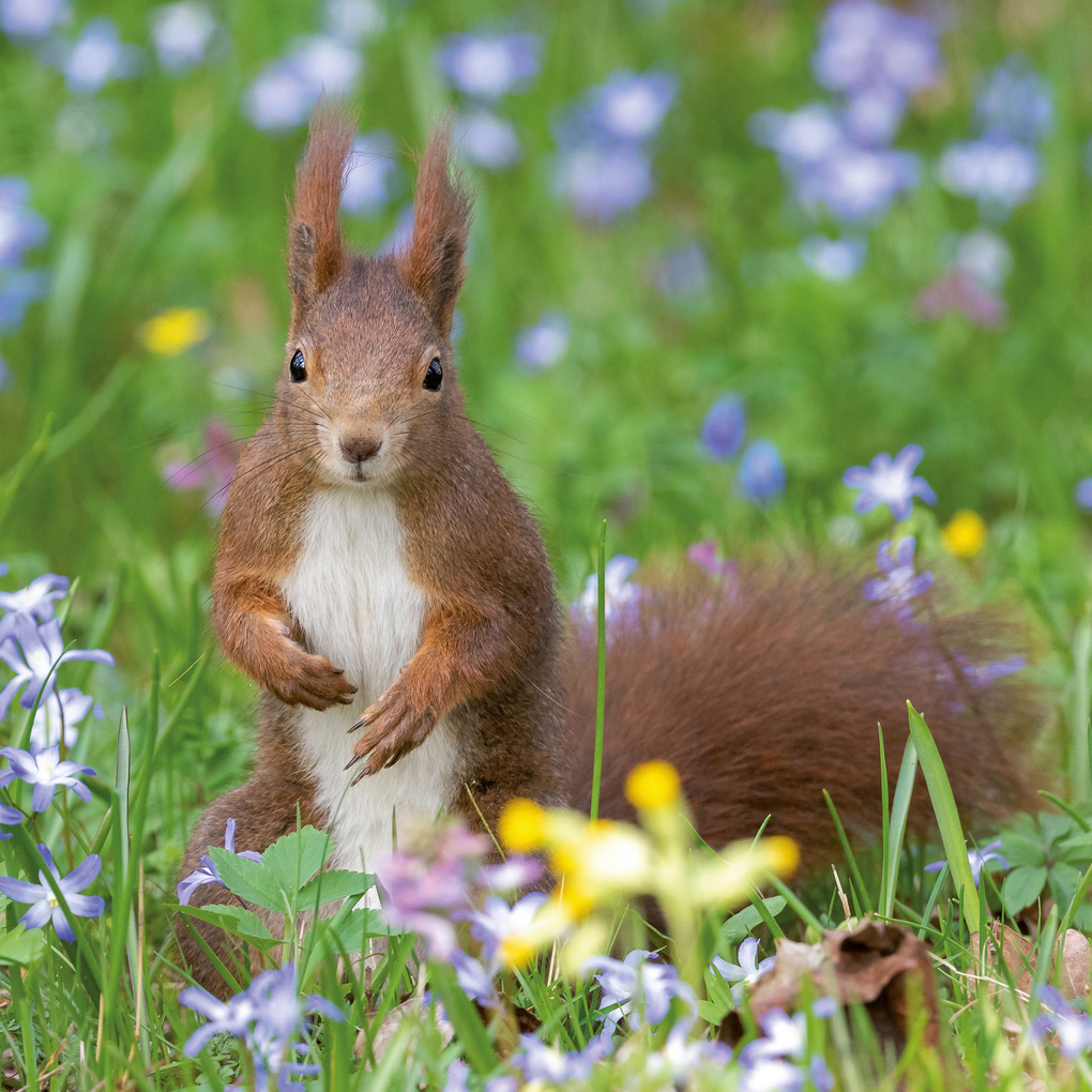 Weitere Ansicht: Eichhörnchen / Squirrels 2027