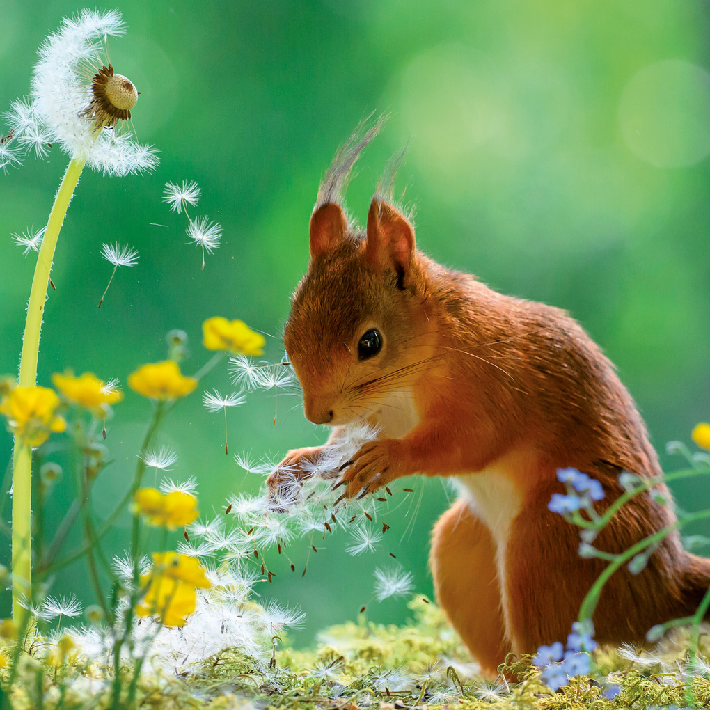 Weitere Ansicht: Eichhörnchen / Squirrels 2027