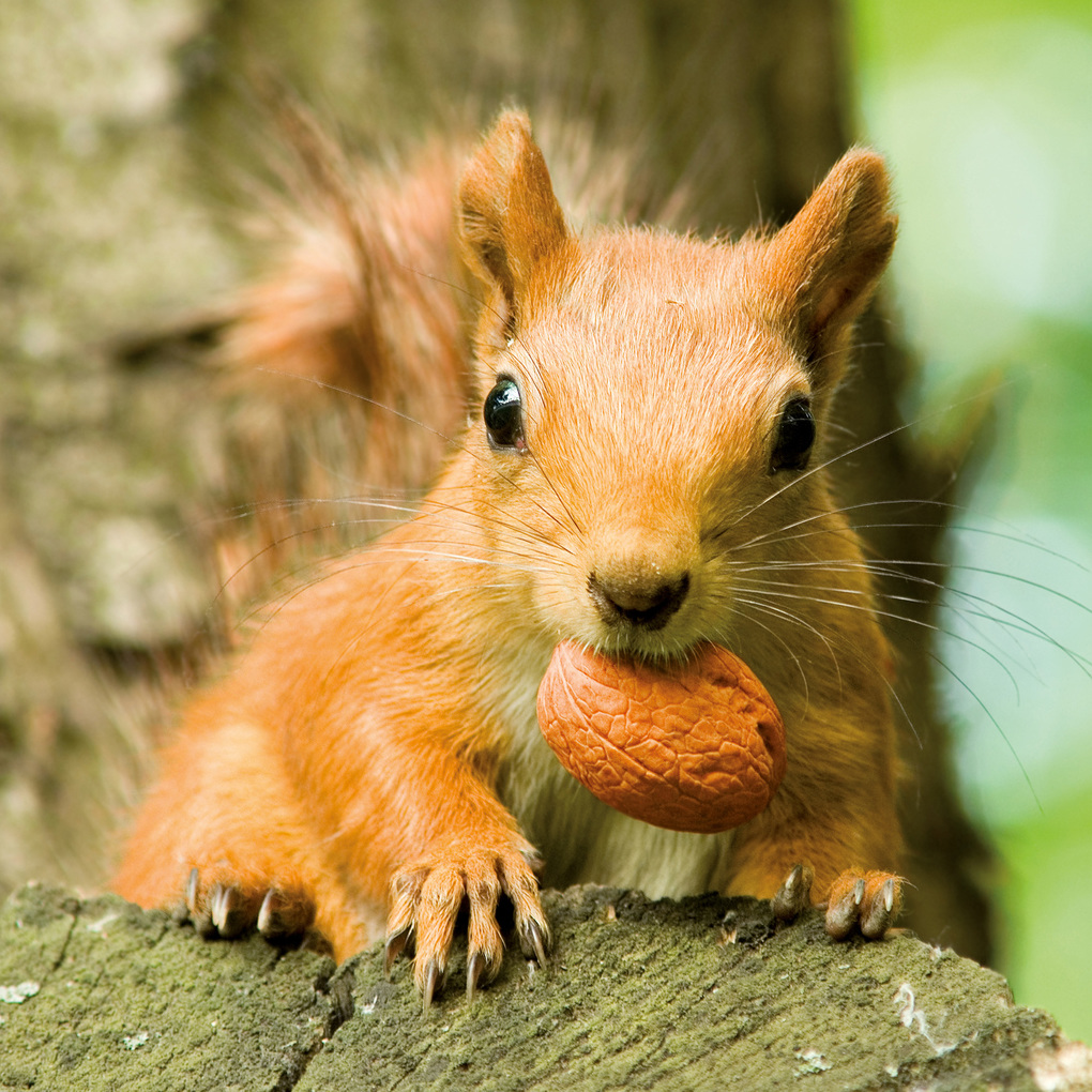Weitere Ansicht: Eichhörnchen / Squirrels 2027