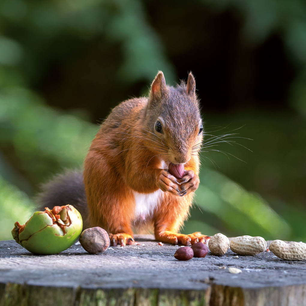 Weitere Ansicht: Eichhörnchen / Squirrels 2027