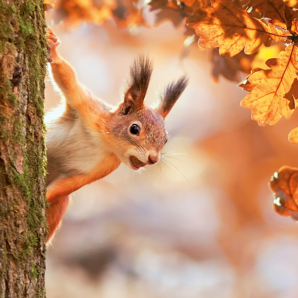 Weitere Ansicht: Eichhörnchen / Squirrels 2027