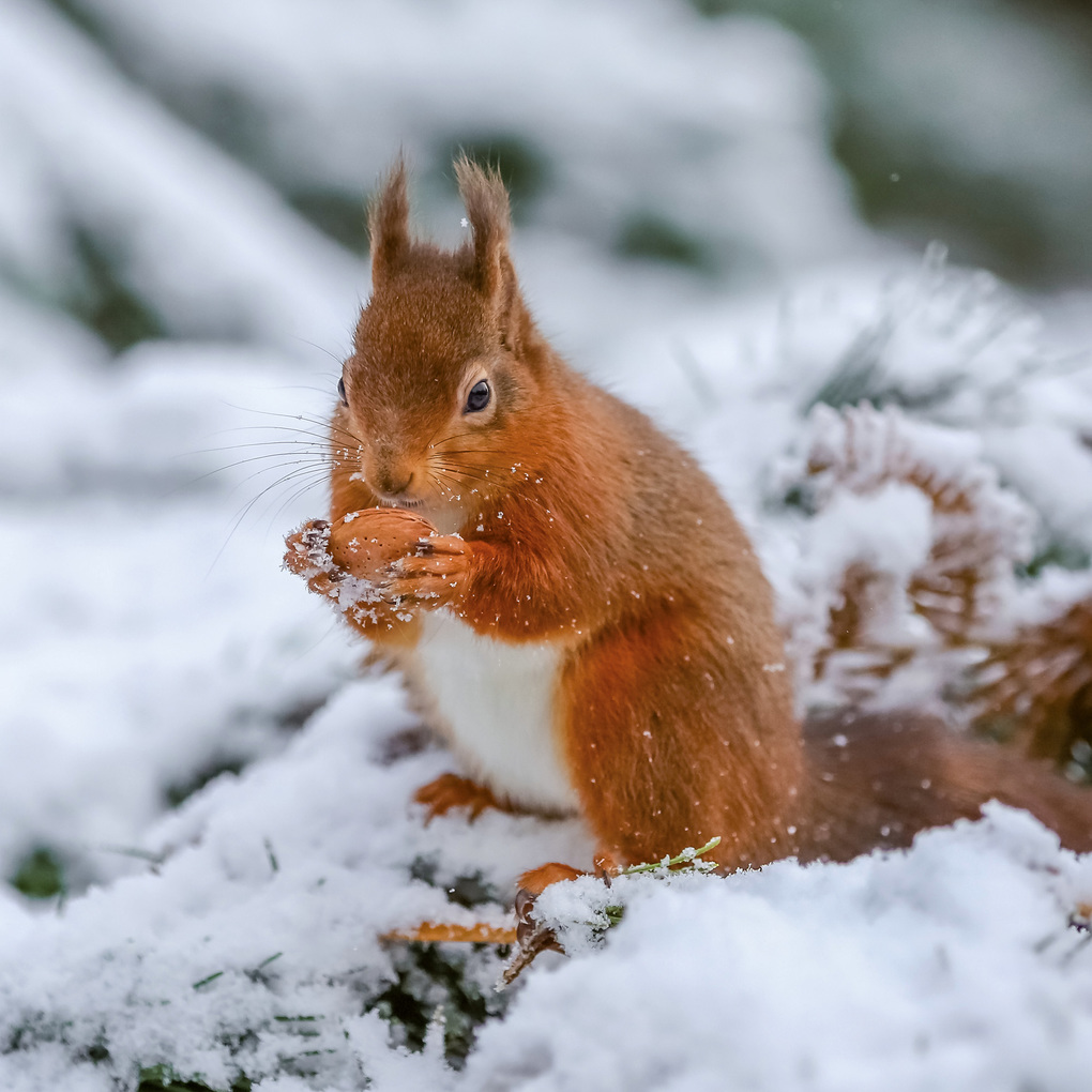 Weitere Ansicht: Eichhörnchen / Squirrels 2027