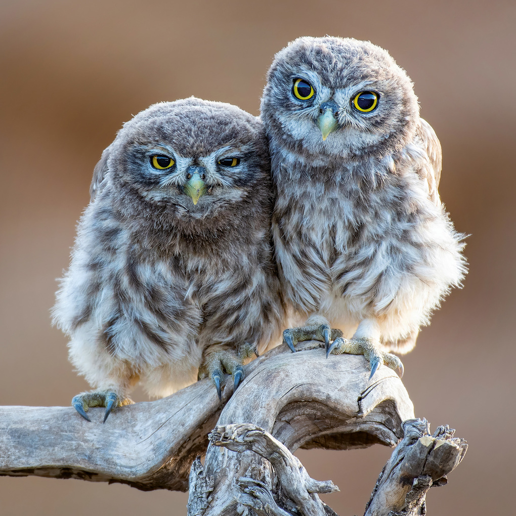 Weitere Ansicht: Kleine Freunde / Little Friends 2027