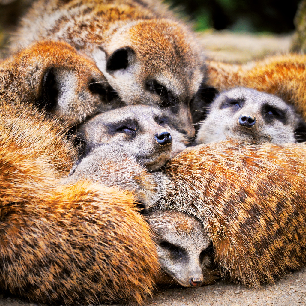 Weitere Ansicht: Kleine Freunde / Little Friends 2027