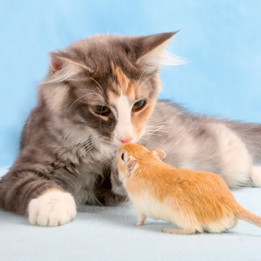 Weitere Ansicht: Kleine Freunde / Little Friends 2027