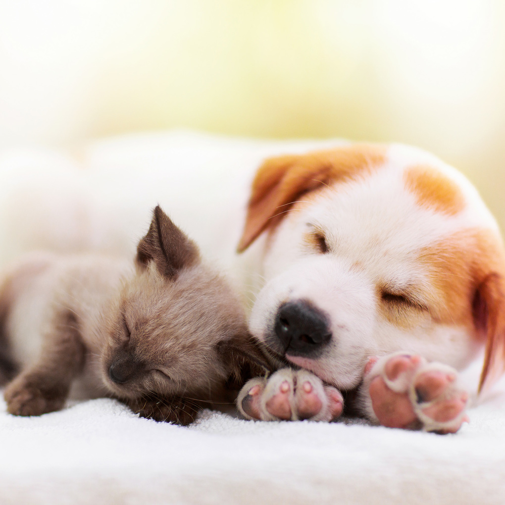 Weitere Ansicht: Kleine Freunde / Little Friends 2027