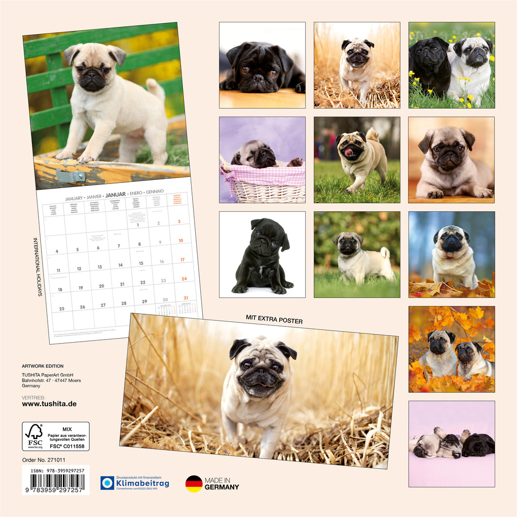 Weitere Ansicht: Möpse / Puglets 2027