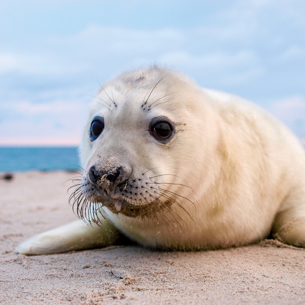 Weitere Ansicht: Nordsee / Northern Sea 2027