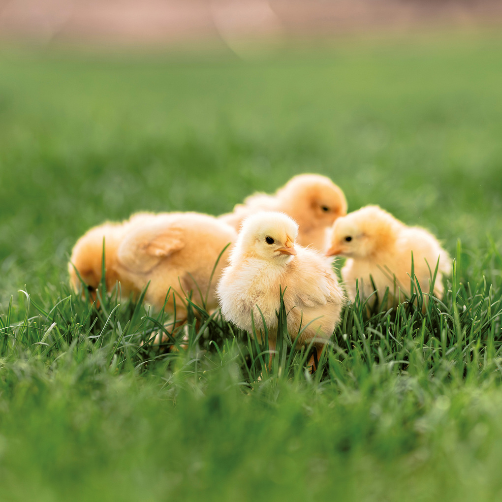 Weitere Ansicht: Tiere vom Bauernhof / Farm Animals 2027