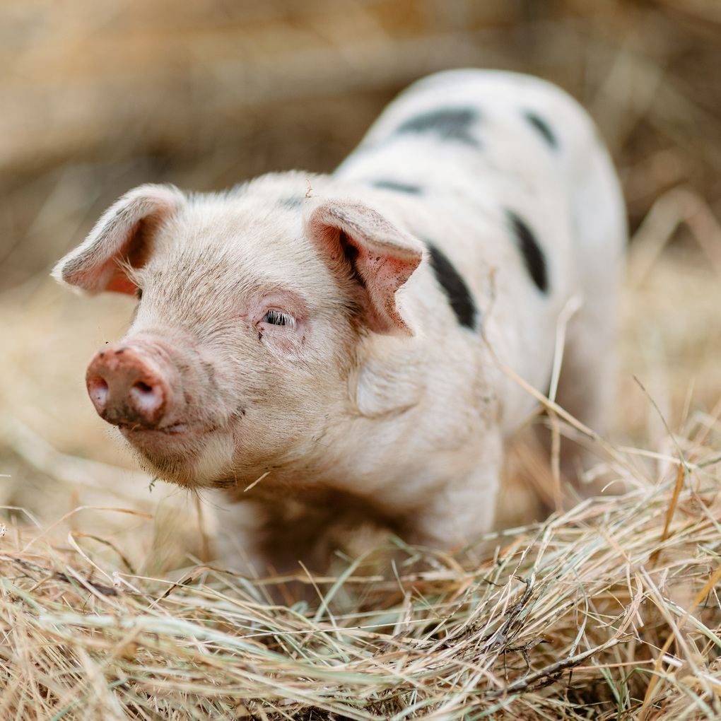 Weitere Ansicht: Tiere vom Bauernhof / Farm Animals 2027