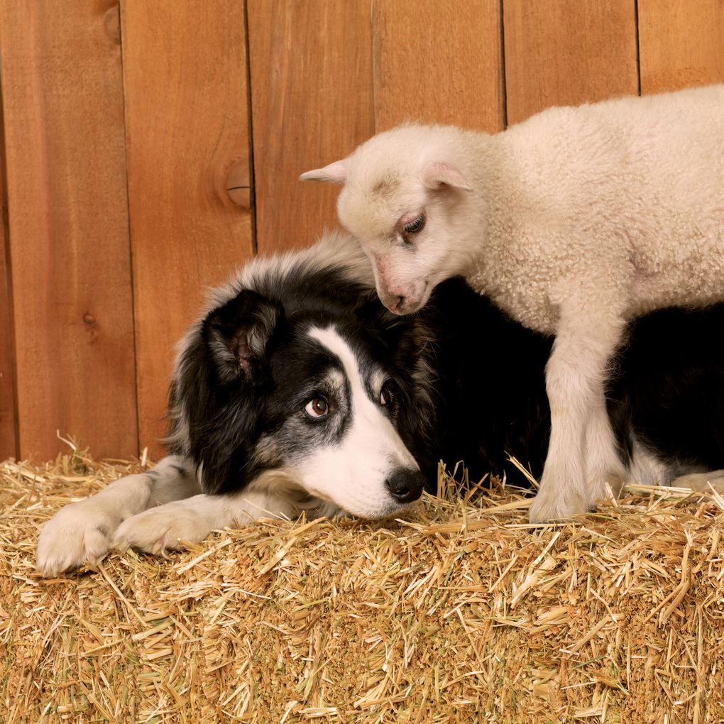 Weitere Ansicht: Tiere vom Bauernhof / Farm Animals 2027