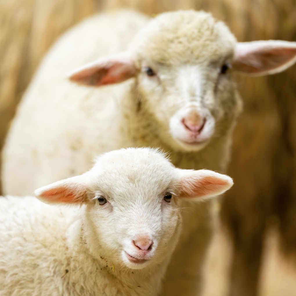 Weitere Ansicht: Tiere vom Bauernhof / Farm Animals 2027