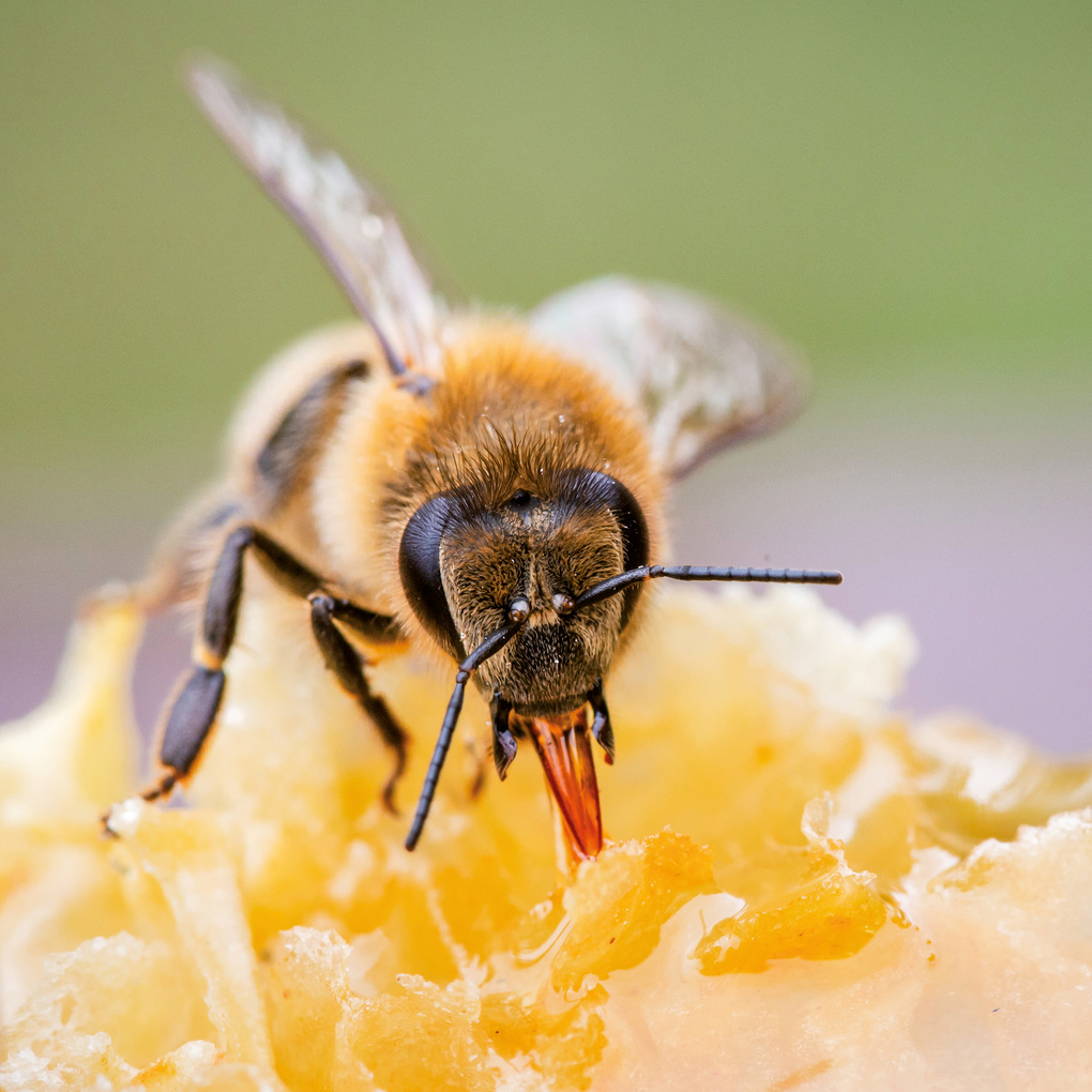 Weitere Ansicht: Bienen / Bees 2027