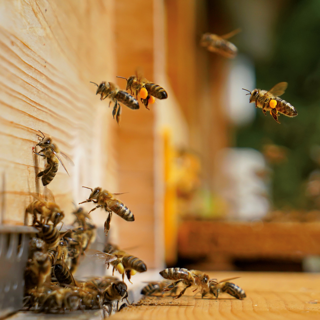 Weitere Ansicht: Bienen / Bees 2027