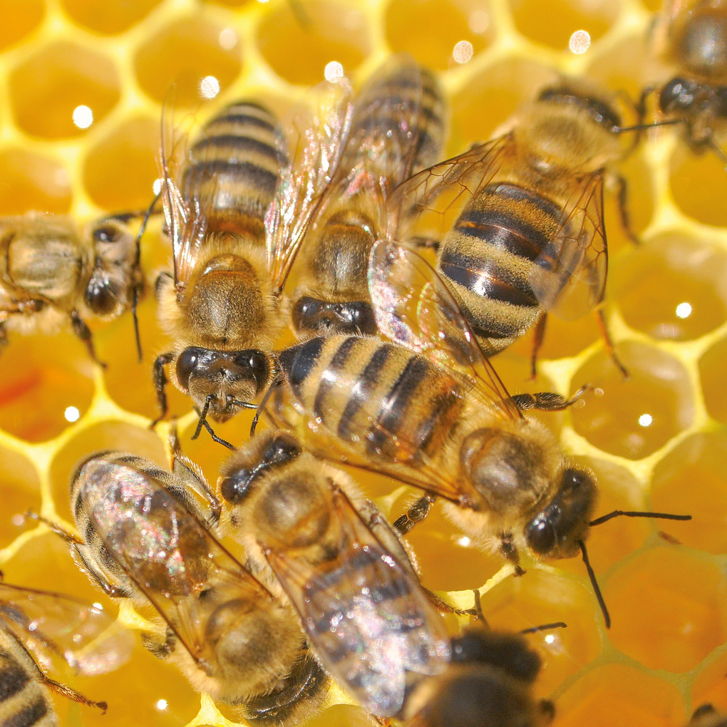 Weitere Ansicht: Bienen / Bees 2027