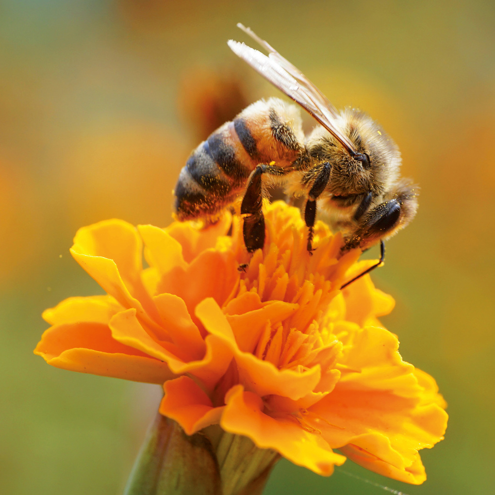 Weitere Ansicht: Bienen / Bees 2027