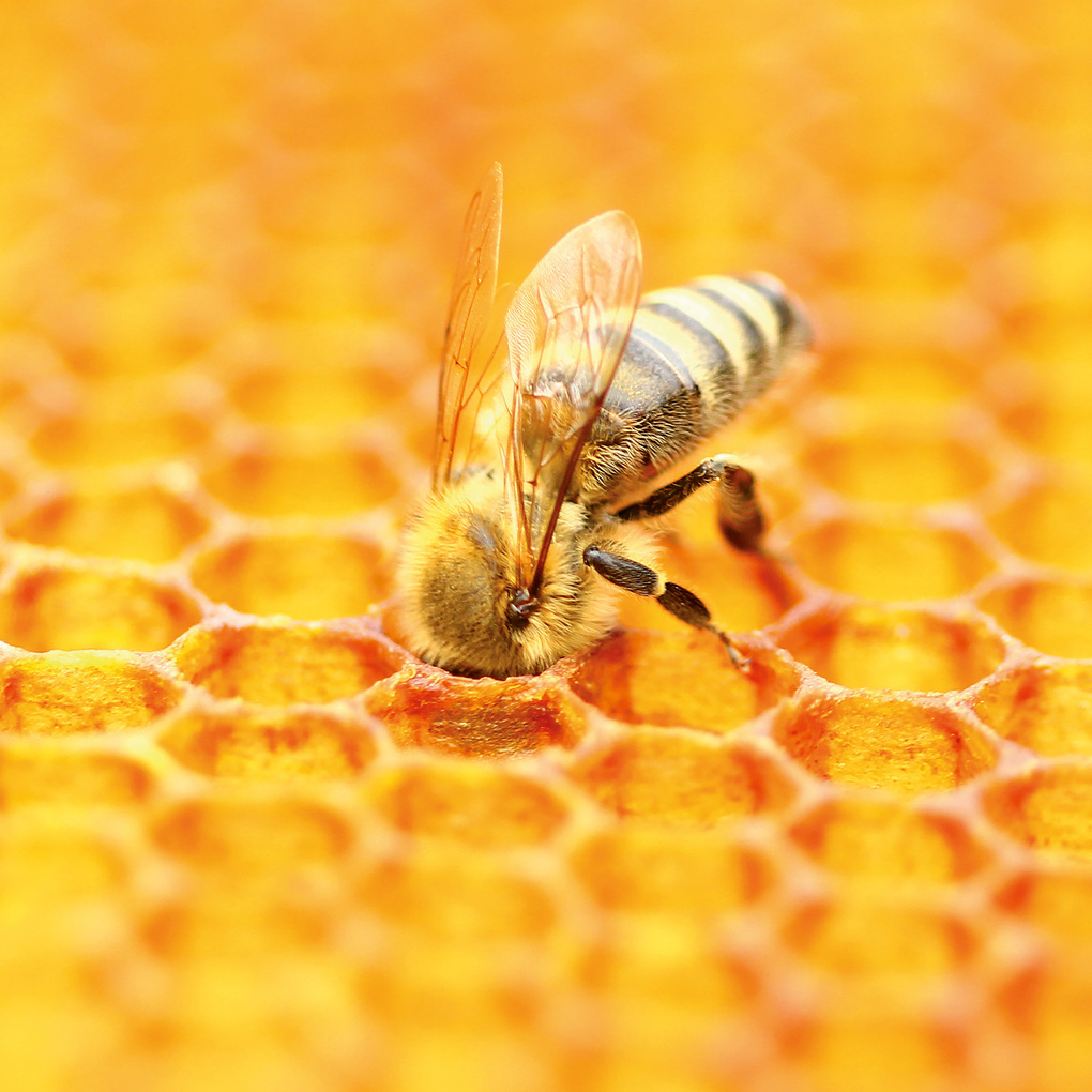 Weitere Ansicht: Bienen / Bees 2027