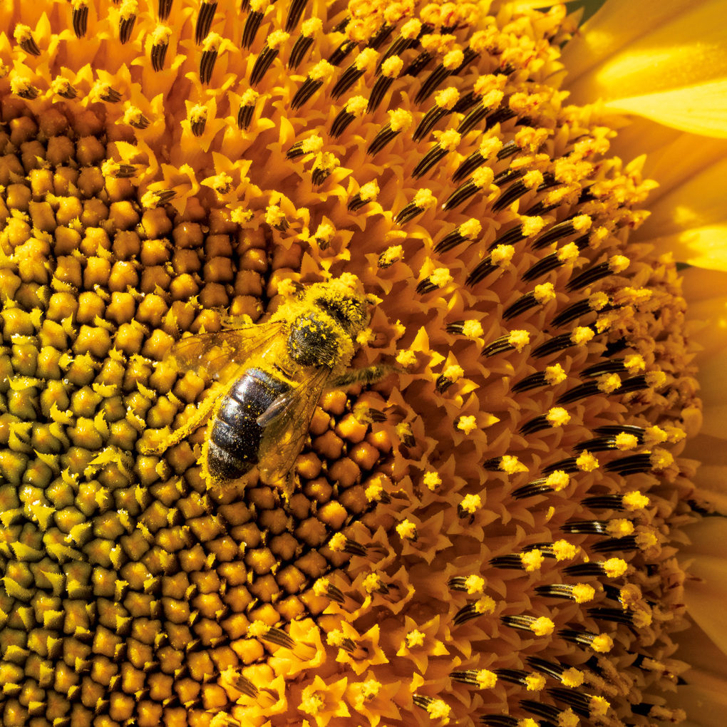 Weitere Ansicht: Bienen / Bees 2027