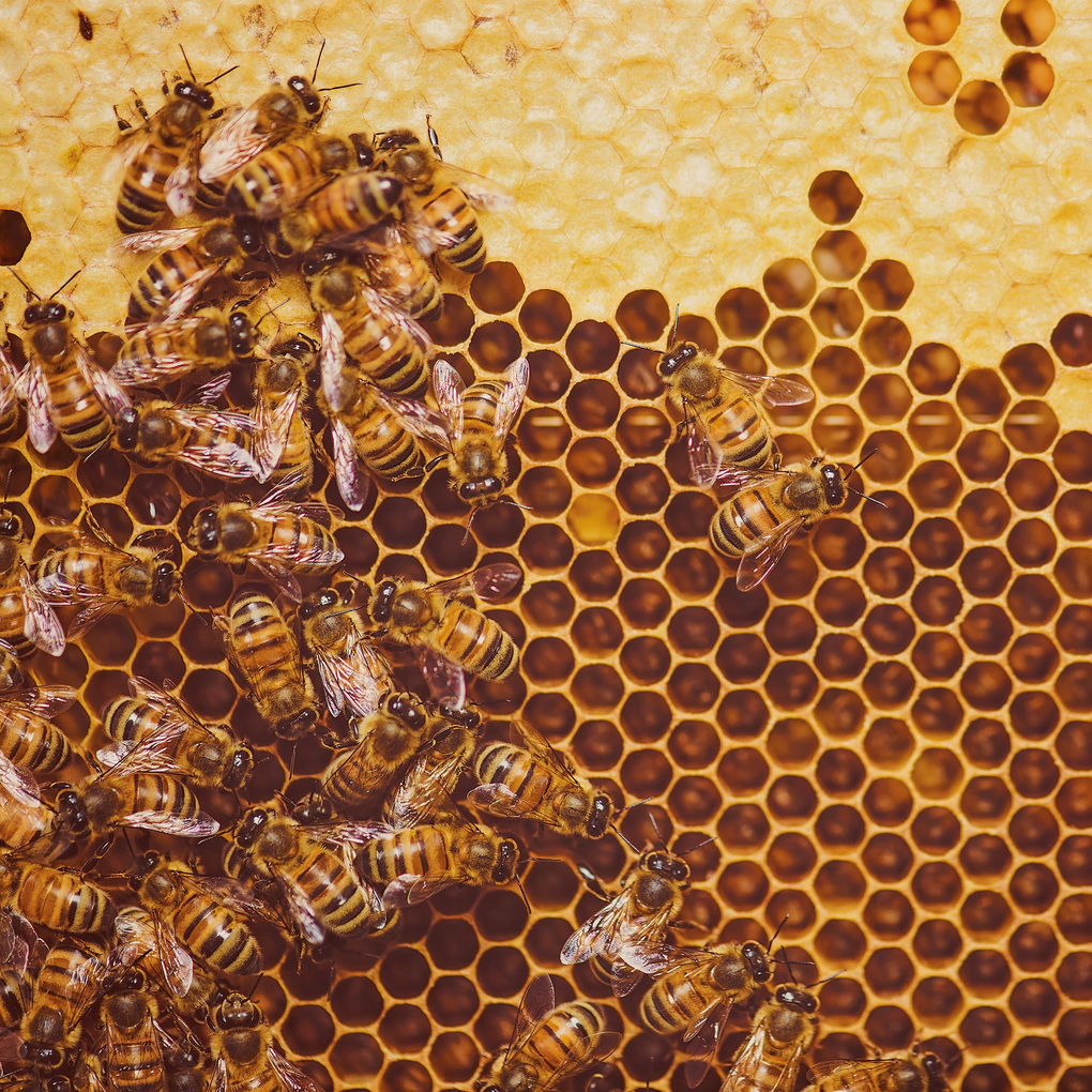 Weitere Ansicht: Bienen / Bees 2027