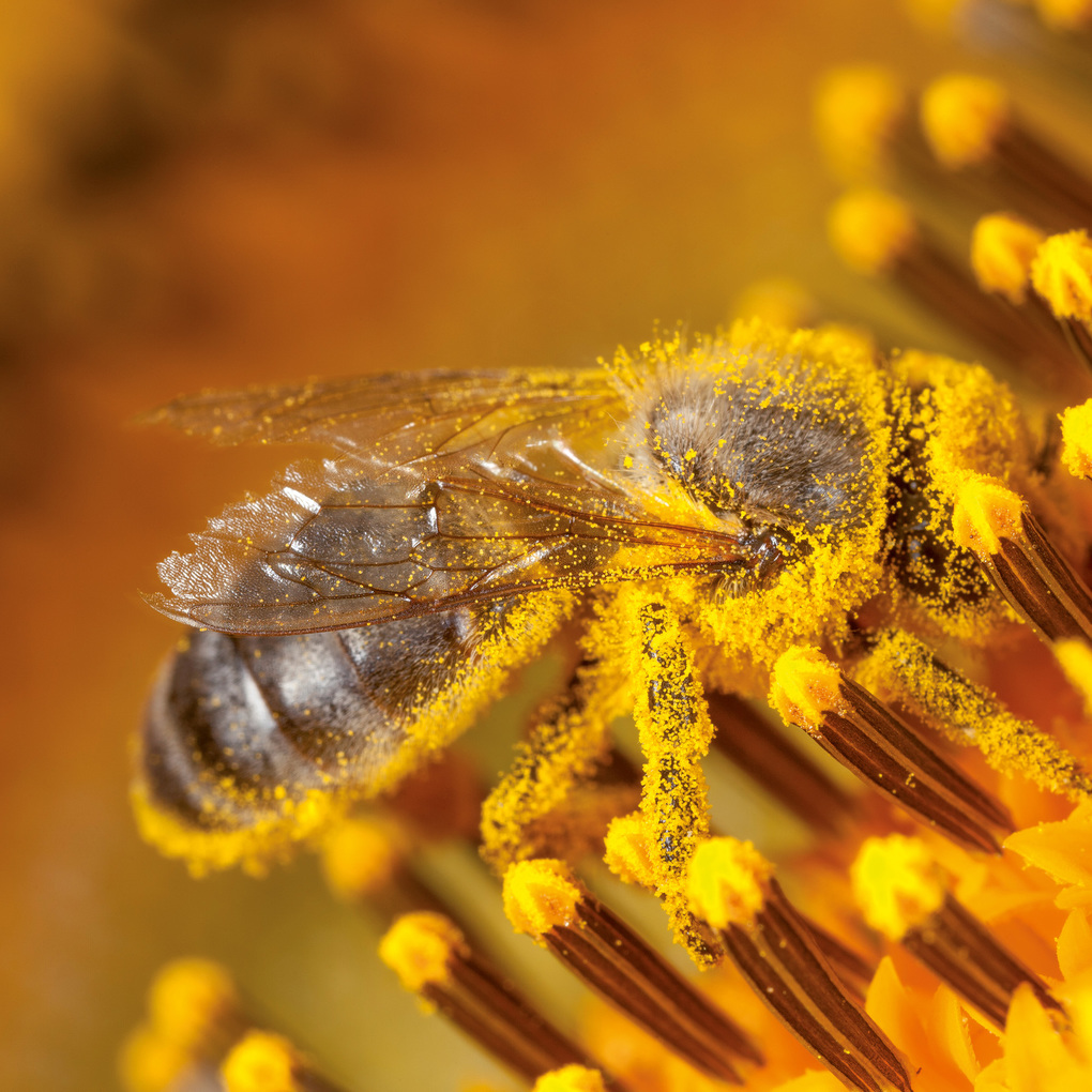 Weitere Ansicht: Bienen / Bees 2027