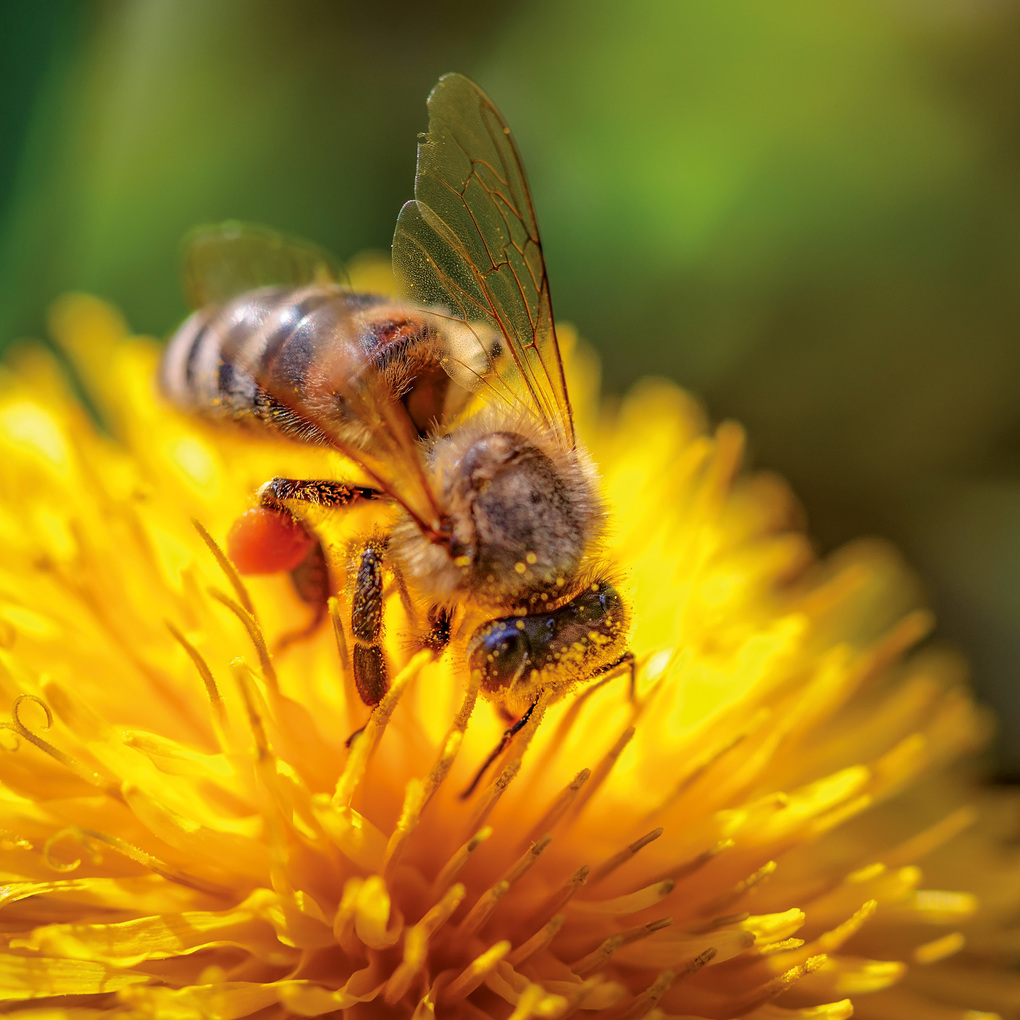 Weitere Ansicht: Bienen / Bees 2027