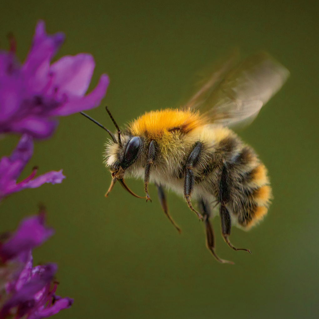 Weitere Ansicht: Bienen / Bees 2027