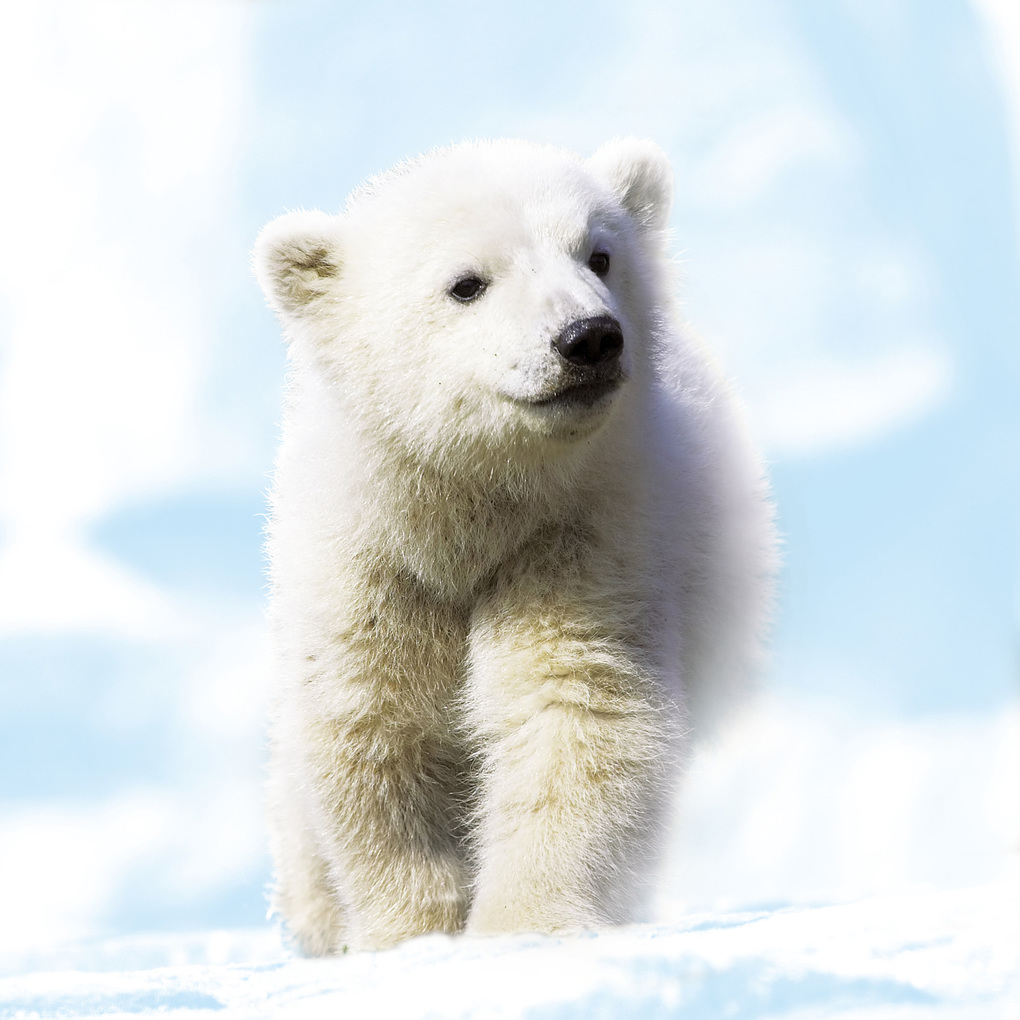 Weitere Ansicht: Tierbabys / Baby Animals 2027