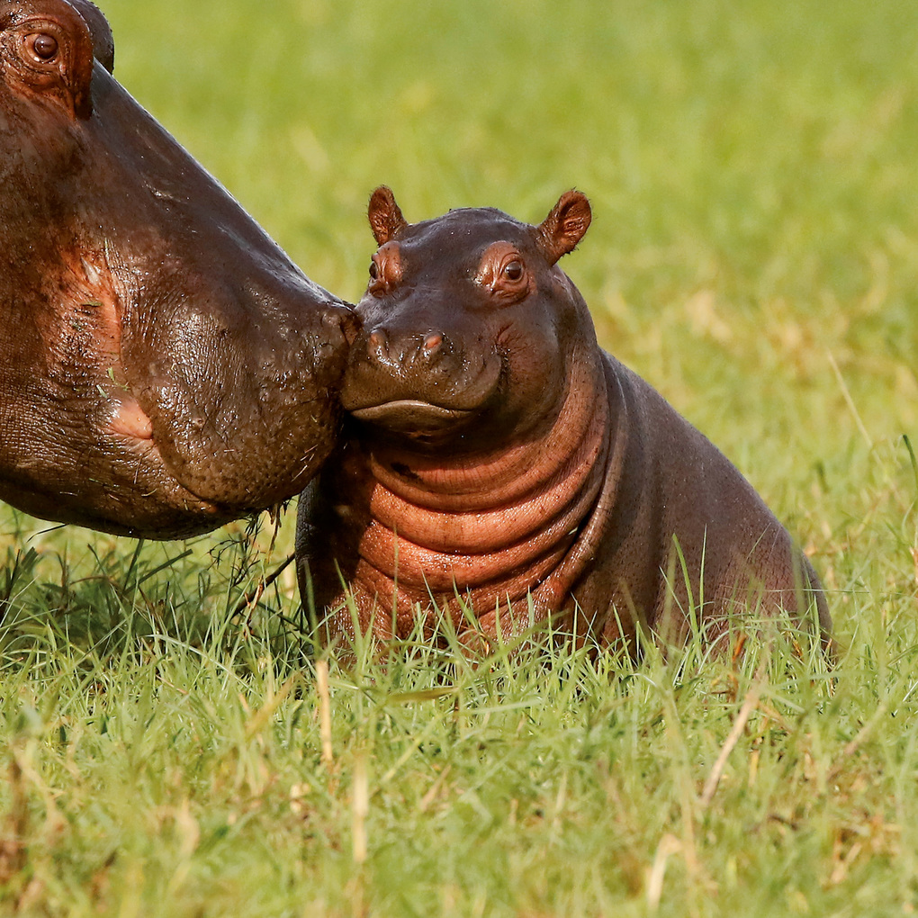 Weitere Ansicht: Tierbabys / Baby Animals 2027