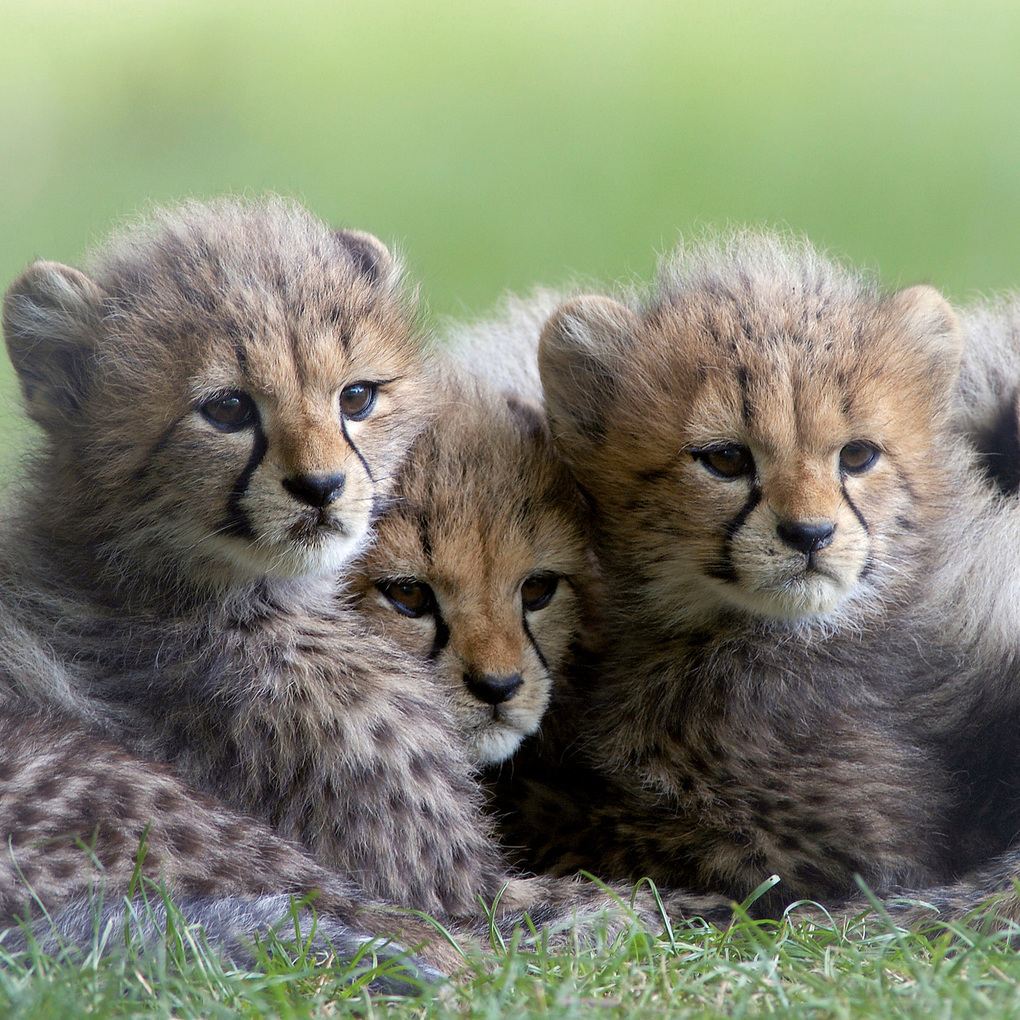 Weitere Ansicht: Tierbabys / Baby Animals 2027