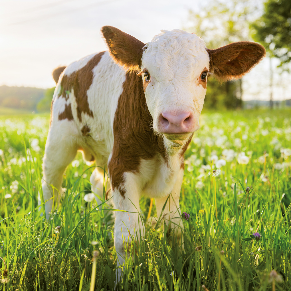 Weitere Ansicht: Tierbabys / Baby Animals 2027