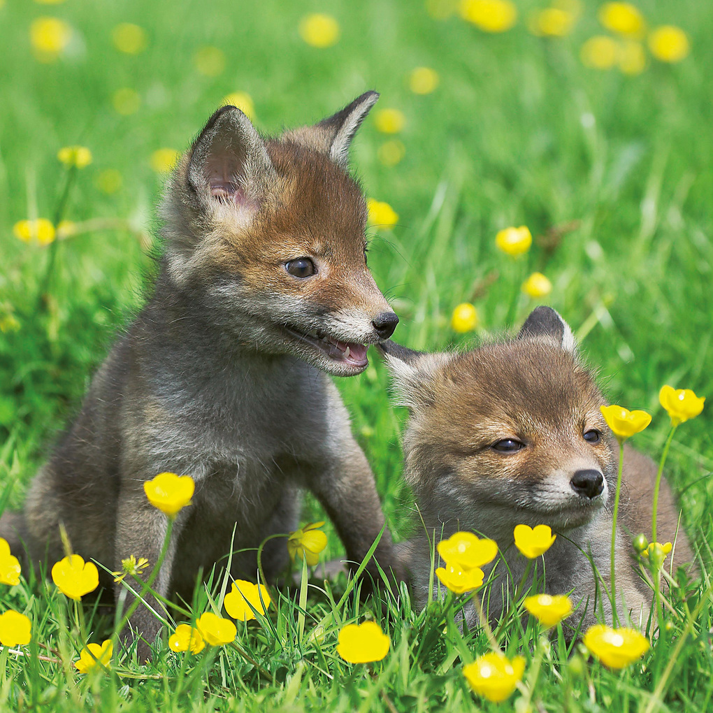 Weitere Ansicht: Tierbabys / Baby Animals 2027